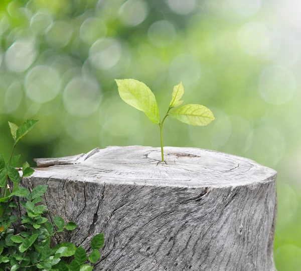 Plant groeit op hout op groene bokeh achtergrond, ecologie conc — Stockfoto