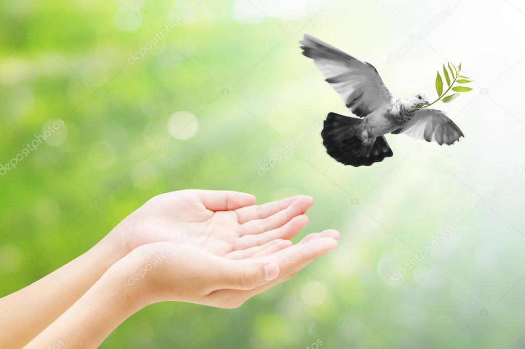 Hand releasing a bird into the air , all concept , beauty ,freed Stock