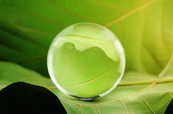Bola de vidrio en hoja verde —  Fotos de Stock
