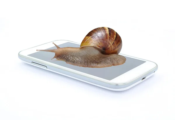 Schnecke auf Smartphone auf weißem Hintergrund, schnelles langsames Konzept lizenzfreie Stockfotos