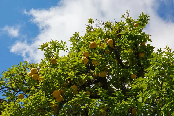 Branches with fruits of grapefruit — Stock Photo, Image