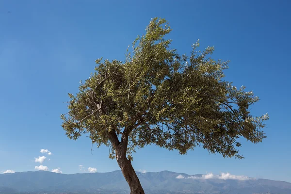 Olivo en flor — Foto de Stock