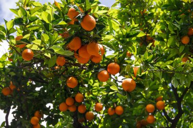 Taze portakal ağacı dalları üzerinde