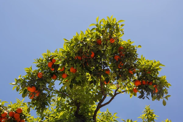 Φρέσκα πορτοκάλια σε κλαδιά δένδρων — Φωτογραφία Αρχείου