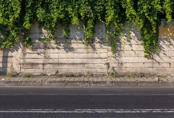 Stone wall and green buches — Stock Photo, Image