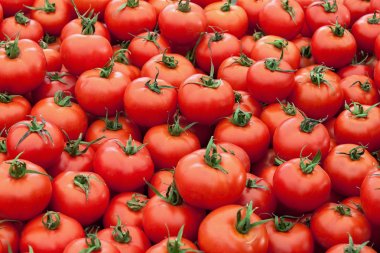 Group of fresh  tomatoes clipart