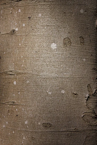 Brown tree trunk — Stock Photo, Image