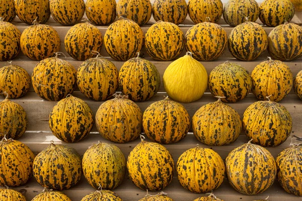 Filas de melones amarillos turcos —  Fotos de Stock