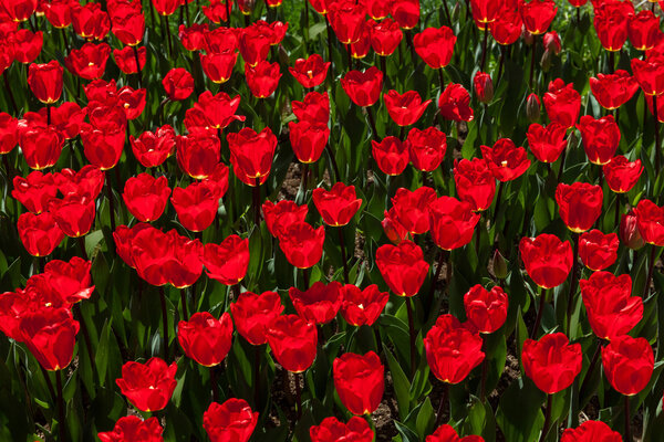 Many red tulips in garden