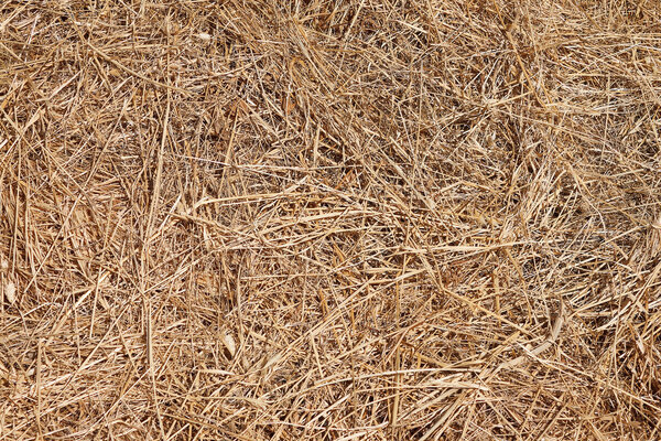 Texture hay close-up