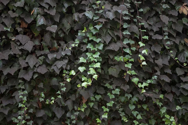 Yeşil sarmaşık Hedera