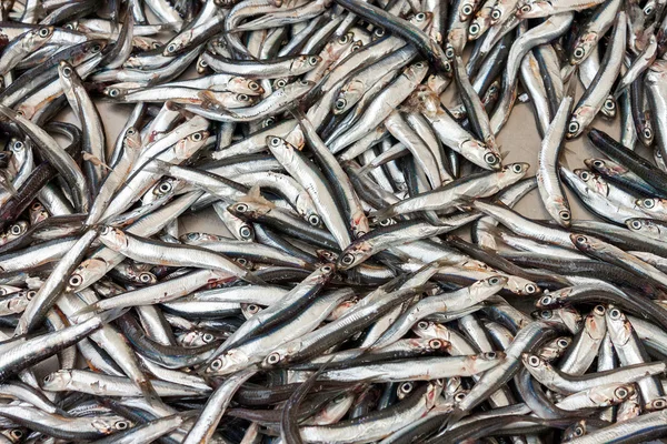 Pile d'anchois crus — Photo