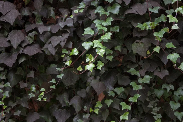 Hedera hera verde — Fotografia de Stock