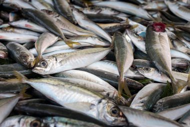 Taze at Mackerels yığını