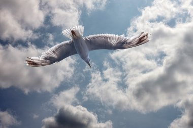 Sea gull içinde gök