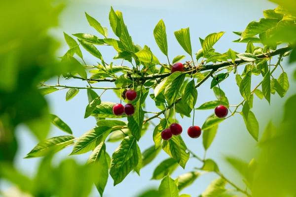 Ciliegie su ramo verde — Foto Stock