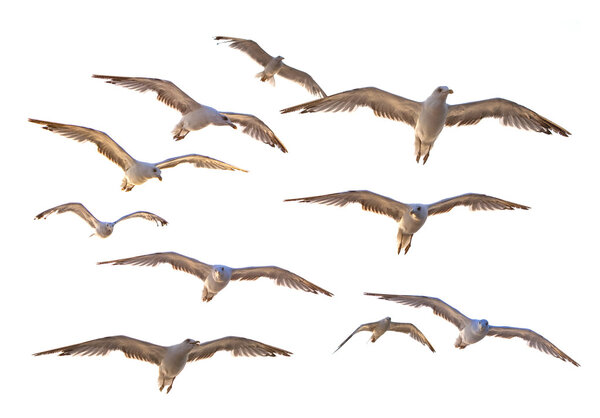 Group of variety seagulls