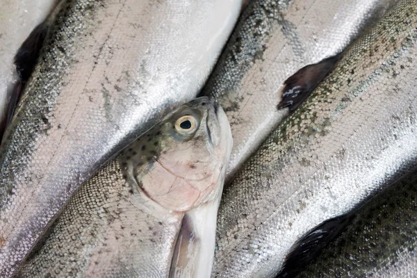 Fisk af ørred, fersk Royaltyfrie stock-billeder