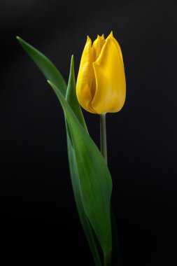 yellow tulip with green leaves clipart