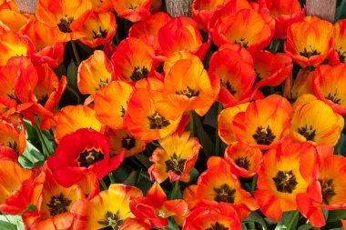 kırmızı ve sarı laleler