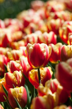 kırmızı ve sarı laleler