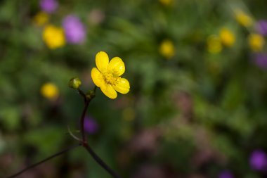 Küçük sarı çiçek.