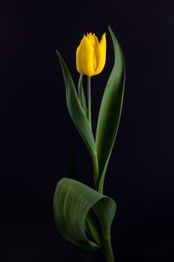 Yeşil yapraklı sarı lale