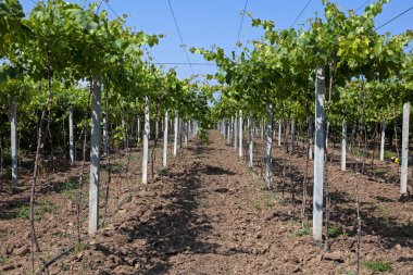 Üzüm çalılar direkleri
