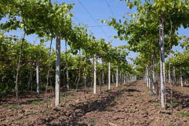 Üzüm çalılar direkleri