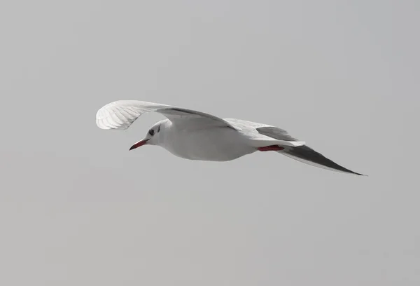 Gaviota voladora — Foto de Stock