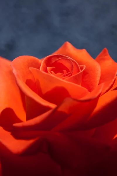 Κόκκινο τριαντάφυλλο σε μπλε φόντο — Φωτογραφία Αρχείου