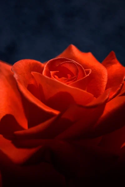 蓝色背景的红玫瑰 — 图库照片