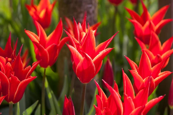 Red tulips in garden — Stock Photo, Image