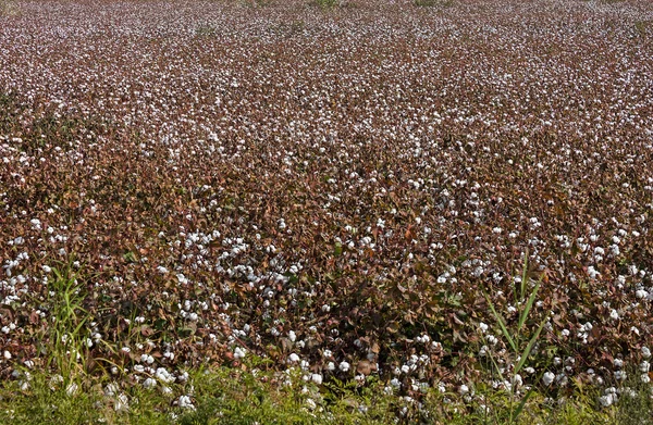 Cotton field with ripe flowers