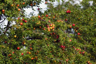 kırmızı olgun erikler
