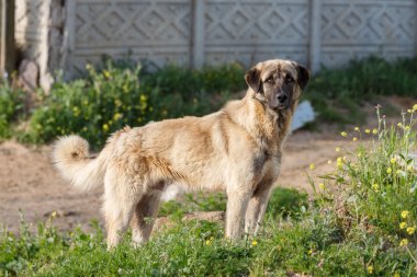 Anatolian Shepherd Dog clipart