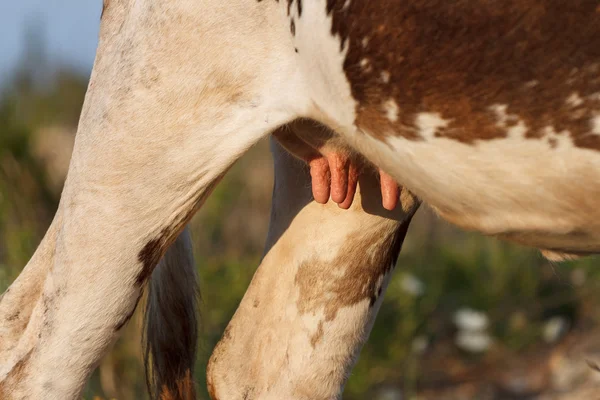 Udder de una vaca joven — Foto de Stock