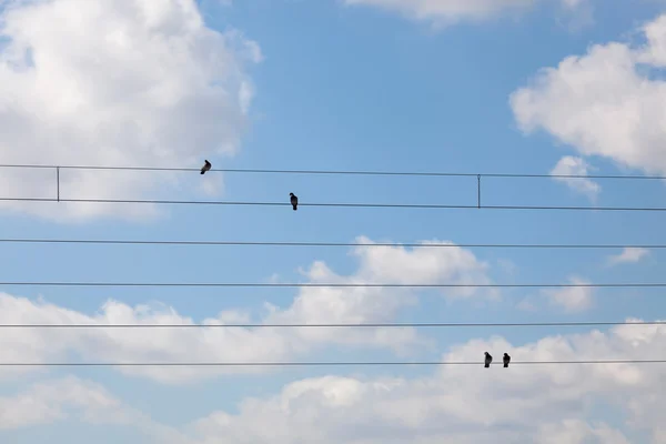 Due piccioni seduti su linee elettriche — Foto Stock