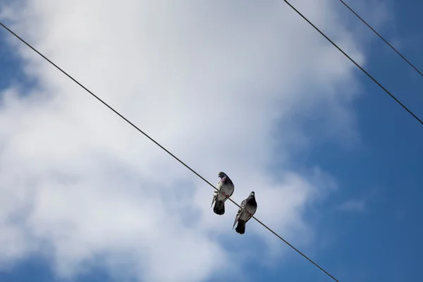 Dos palomas sentadas en líneas eléctricas —  Fotos de Stock