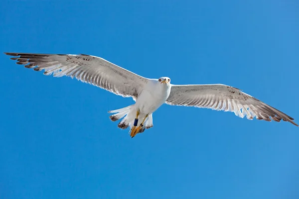 Gaivota voando no céu nublado — Fotografia de Stock