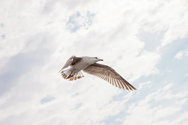 Gaviota volando en el cielo nublado — Foto de Stock