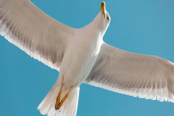 Seagull flying in the cloudy sky — Stock Photo, Image