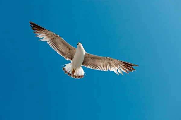 Gaviota volando en el cielo nublado — Foto de Stock