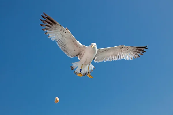 Mouette volant dans le ciel nuageux — Photo