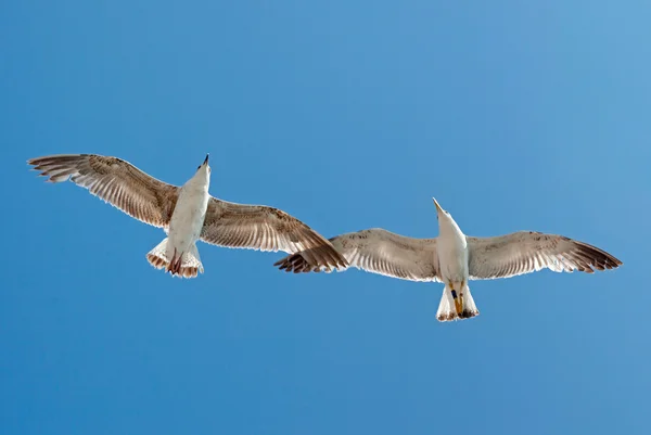 Gaivota voando no céu nublado — Fotografia de Stock