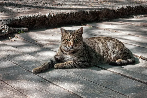 木質系床緑の目をした猫 — ストック写真