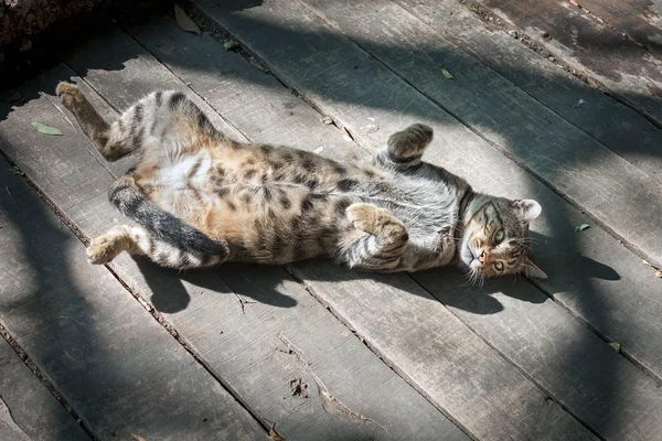 Πράσινο ανοιχτομάτης γάτα στο ξύλινο πάτωμα — Φωτογραφία Αρχείου