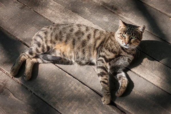 Gato de olhos verdes no chão de madeira — Fotografia de Stock