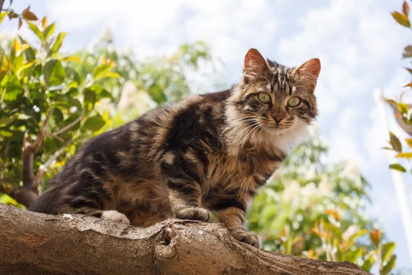 Gato de olhos verdes na árvore — Fotografia de Stock