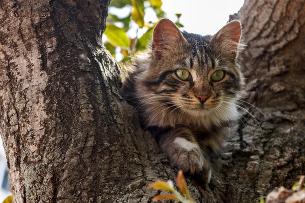Zöld szemű macska a fán — Stock Fotó